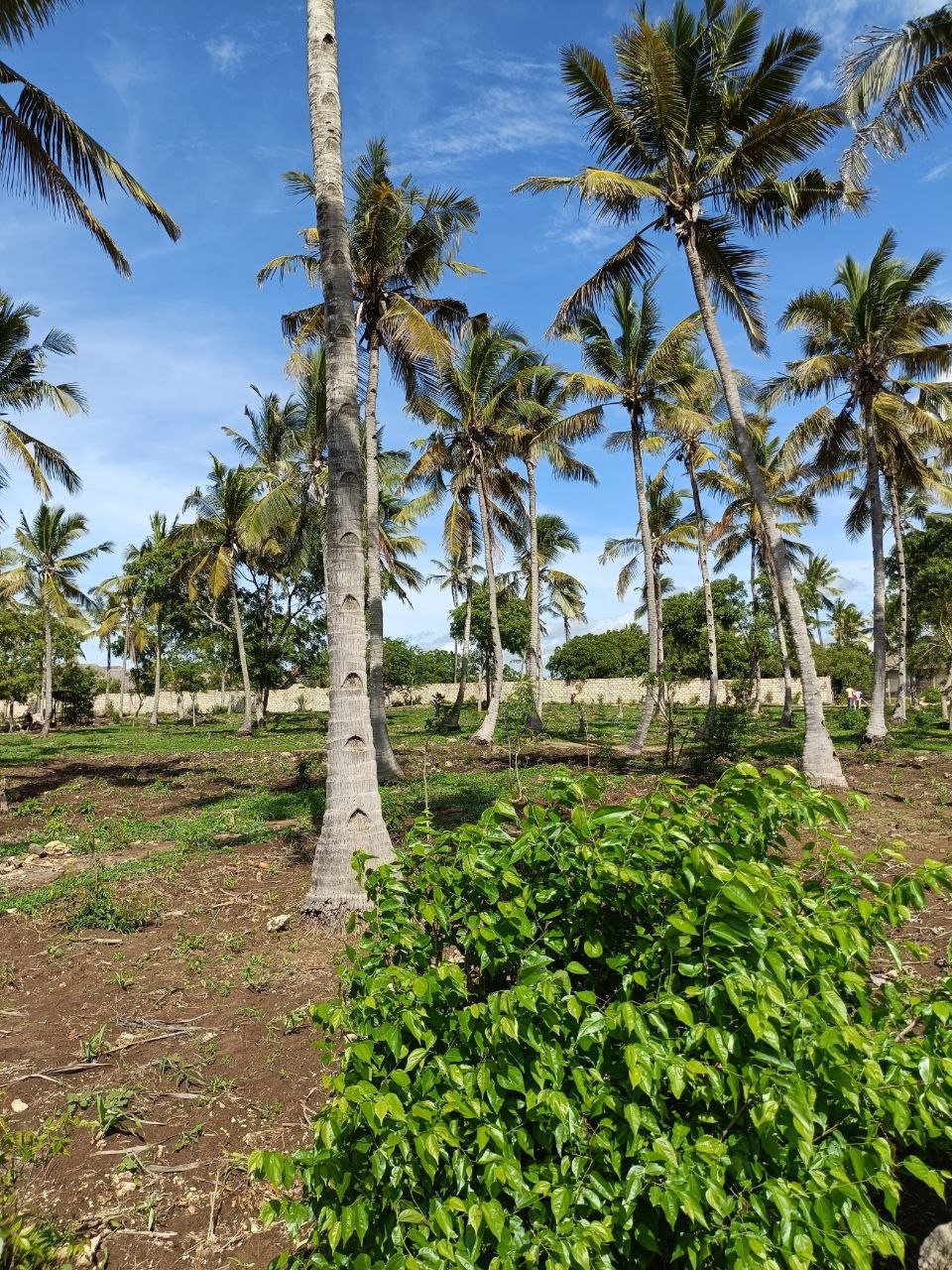 Land property in Kilifi Town - gallery image 3