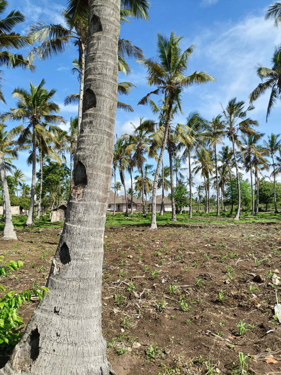 Land property in Kilifi Town - Prime 2nd Row Plot for Sale in Chumani, Kilifi